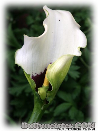 Zantedeschis (from the MIX collection) calla lily