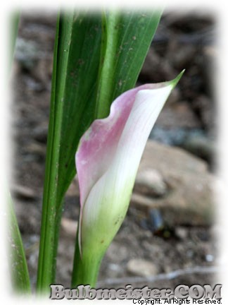 Zantedeschia rehmannii Calla Lily