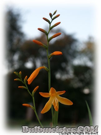 Crocosmia Norwich Canary montbretia norwich canary