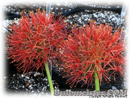 Scadoxus multiflorus Torch Lily