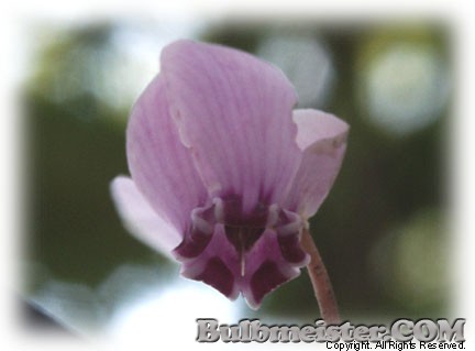 Cyclamen cilicium persian violet