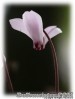 Cyclamen_hederifolium01.jpg