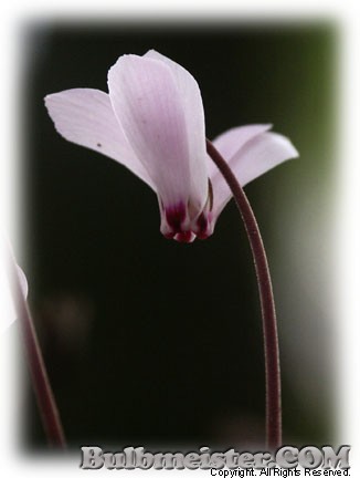Cyclamen hederifolium Persian violet