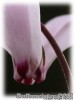 Cyclamen_hederifolium02.jpg