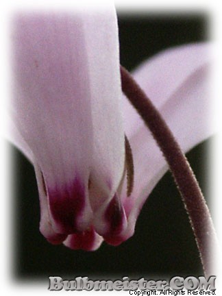 Cyclamen hederifolium Persian Violet