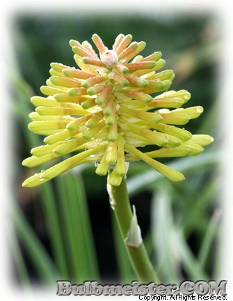 Kniphofia drepanophylla torch lily