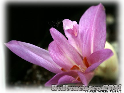 Colchicum Violet Queen saffron violet queen