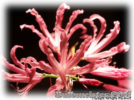 Nerine bowdenii Pink Triumph pink triumph