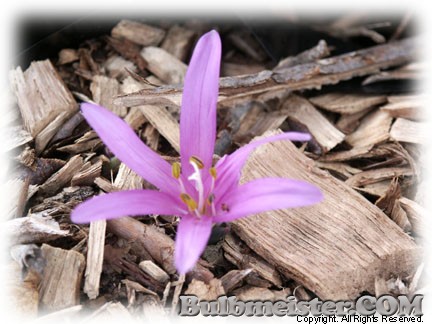 Bulbocodium vernum saffron