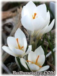 Crocus_chrysanthus_MissVain080310_01.jpg