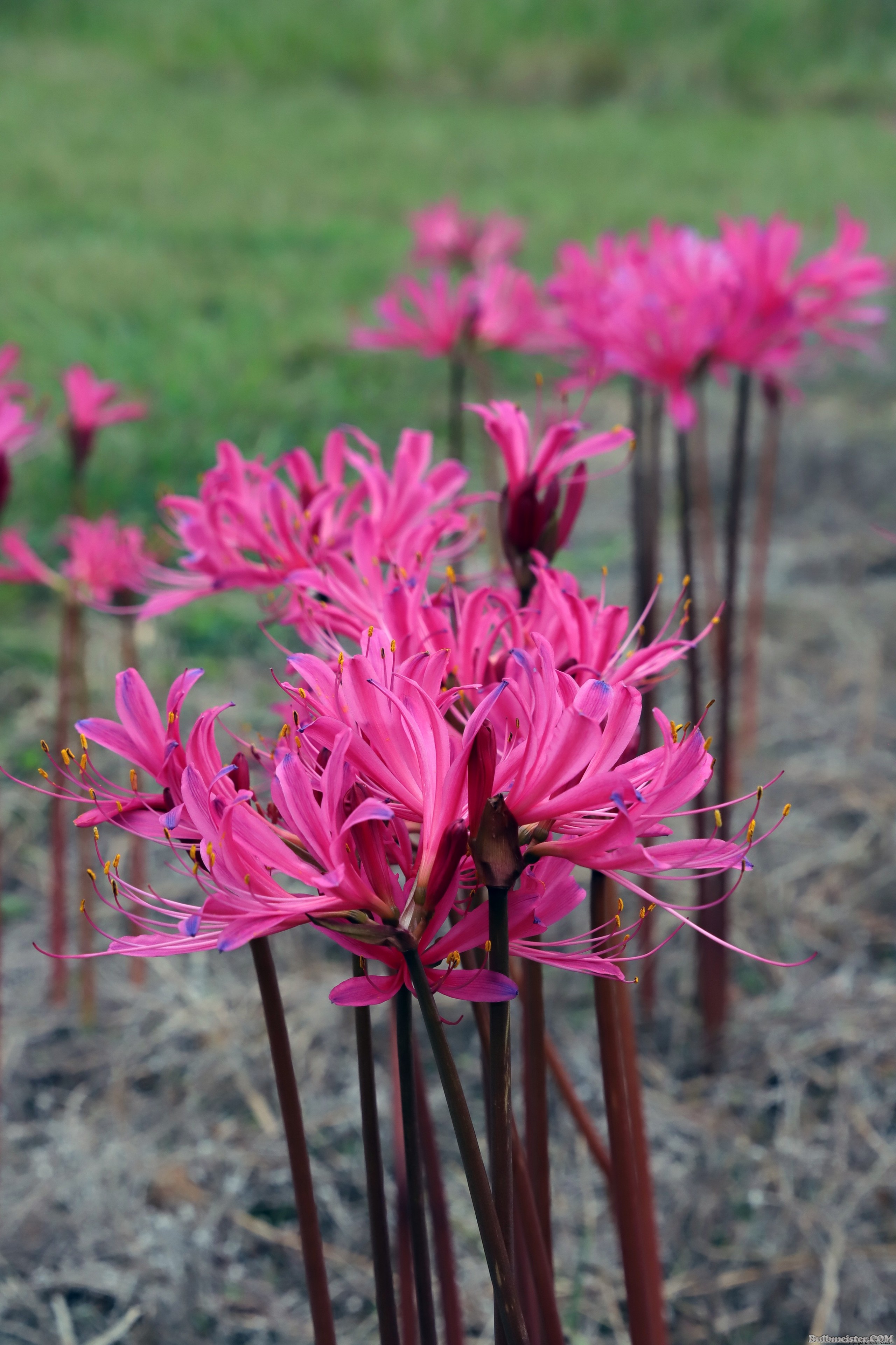 Lycoris haywardii